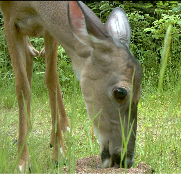 Deer_062811_1833hrs.jpg - White-tailed Deer (Odocoileus virginianus)